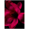 BVLGARI Splendida Magnolia Sensuel edp 50ml