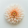 Dalia
