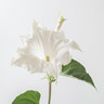 Datura