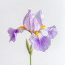 Irys Pallida
