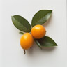 Japońska loquat