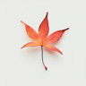 Liquidambar