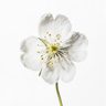 Kwiat Szkielet (Diphylleia Grayi)