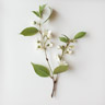 Styrax