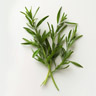 Estragon