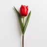 Tulipan